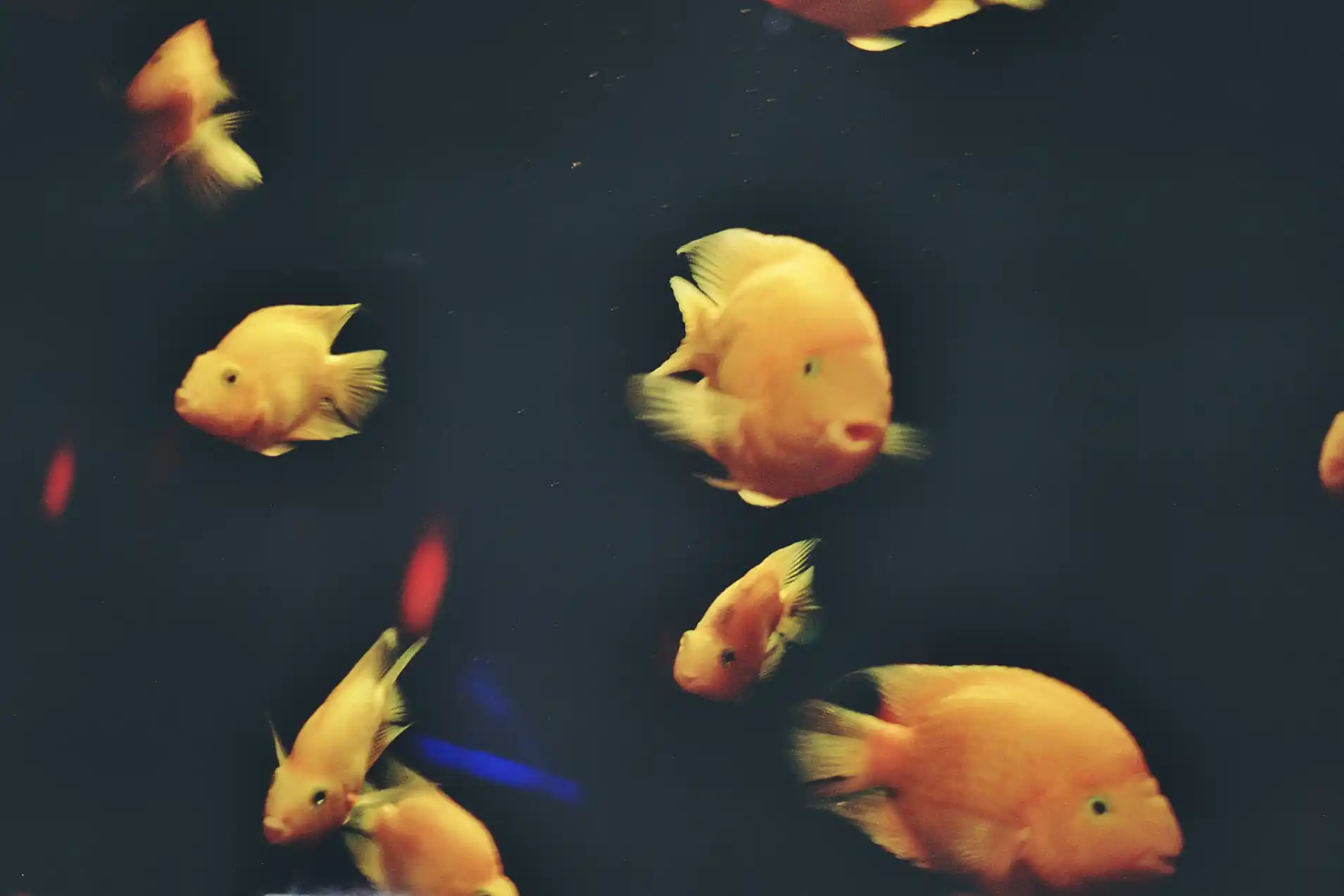 Goldfishes, 2025